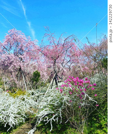 青空に映える枝垂れ桜とツツジ 春の京都の彩り 142229730