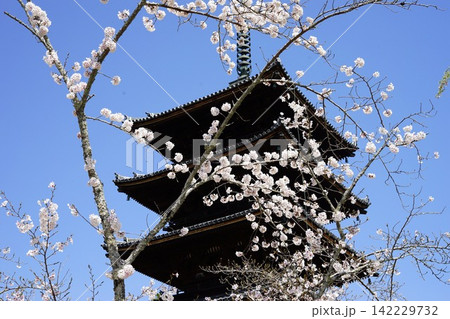 桜ごしに望む五重塔 春の青空と京都の寺院 142229732