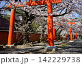 桜に包まれた朱色の鳥居が続く参道 春の京都 142229738