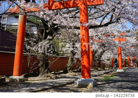 桜に包まれた朱色の鳥居が続く参道 春の京都 桜に包まれた朱色の鳥居が続く参道 春の京都 142229738