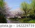 柳と桜が並ぶ疏水沿いの春の風景 京都 142229739