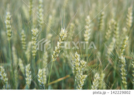 Green Wheat Heads Growing In Soft Focus Field With Fine Stems And Fresh Early Season Grain 142229802