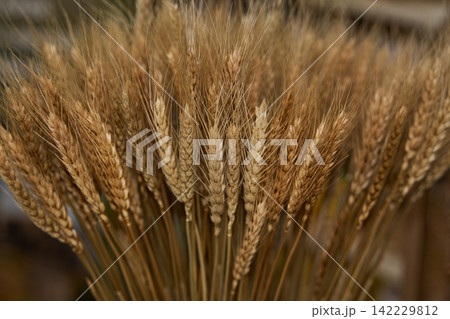 Golden Wheat Stalks Filling Frame In Shallow Focus, Bundled Indoors With Warm Brown Tones Golden Wheat Stalks Filling Frame In Shallow Focus, Bundled Indoors With Warm Brown Tones 142229812
