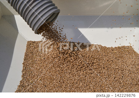Grain Pouring From Corrugated Chute Into White Hopper In Agricultural Processing Setup With Rising Grain Pouring From Corrugated Chute Into White Hopper In Agricultural Processing Setup With Rising 142229876