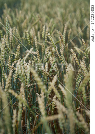 Ripening Wheat Heads Swaying Through Dense Grain Field In Soft Daylight With Blurred Stalks Ripening Wheat Heads Swaying Through Dense Grain Field In Soft Daylight With Blurred Stalks 142229882