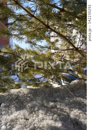 Pine Branches With Needles Backlit Over Melting Snow On Rough Concrete Barrier In Urban Outdoor Pine Branches With Needles Backlit Over Melting Snow On Rough Concrete Barrier In Urban Outdoor 142230291