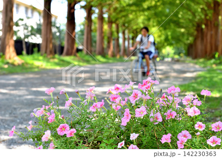 ピンクの花越しに見える自転車に乗る人 142230363