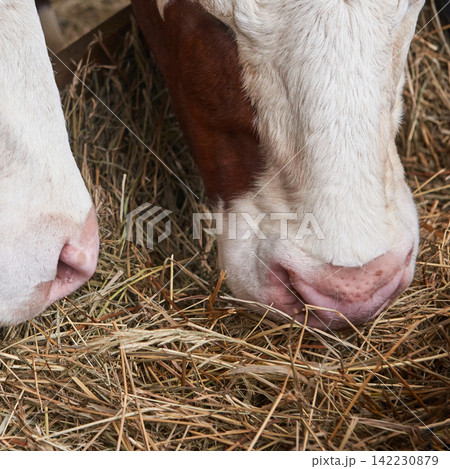 Two Cattle Eating Dry Straw And Hay At Close Range In Stable Feeding Area With Visible Snouts 142230879