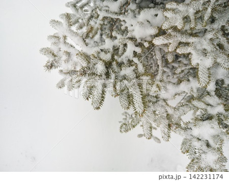 Evergreen Branches Dusted With Fresh Snow Showing Needle Clusters And Layered Frosty Coverage Evergreen Branches Dusted With Fresh Snow Showing Needle Clusters And Layered Frosty Coverage 142231174