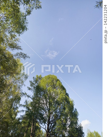 Tall Deciduous Trees Reaching Upward Under Clear Blue Sky In Bright Daytime Park Or Forest Canopy 142231204