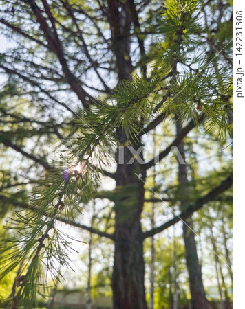 Pine Branch With Needles Catching Sunlight While Leaning Against Tall Trunks In Mixed Conifer Pine Branch With Needles Catching Sunlight While Leaning Against Tall Trunks In Mixed Conifer 142231308