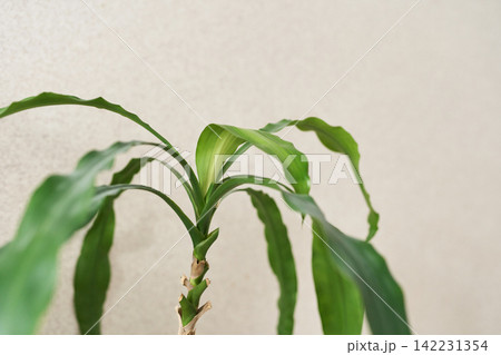 Young Dracaena Plant With Arching Green Leaves Photographed Closeup Against Plain Beige Wall Young Dracaena Plant With Arching Green Leaves Photographed Closeup Against Plain Beige Wall 142231354