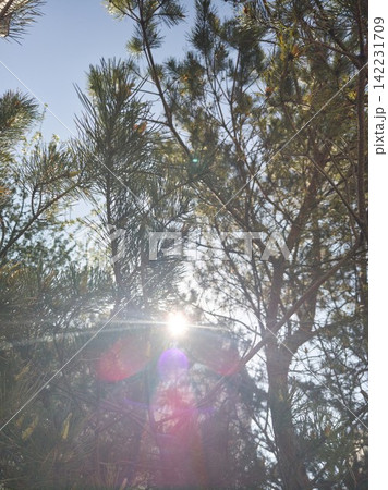 Pine Trees With Sunlight Filtering Through Needles And Branches In Forest Canopy During Daytime Pine Trees With Sunlight Filtering Through Needles And Branches In Forest Canopy During Daytime 142231709