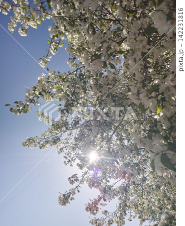 Apple Tree Branches Blooming Sunlight Blue Sky In Spring Park Canopy With White Blossoms And Leafy Apple Tree Branches Blooming Sunlight Blue Sky In Spring Park Canopy With White Blossoms And Leafy 142231816