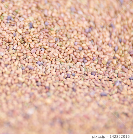 Loose Beige And Light Brown Seeds Piled Densely With Shallow Focus Showing Grain Texture And Soft 142232016