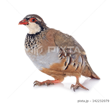 French Partridge, Alectoris rufa French Partridge, Alectoris rufa 142232079