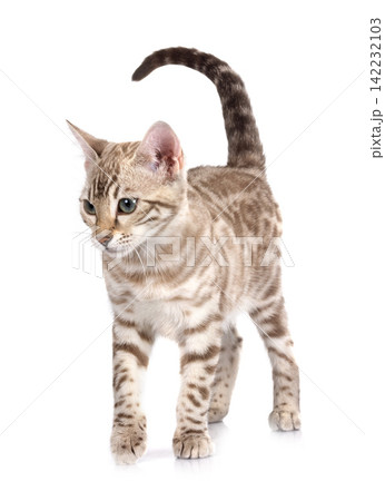 bengal cat in studio bengal cat in studio 142232103