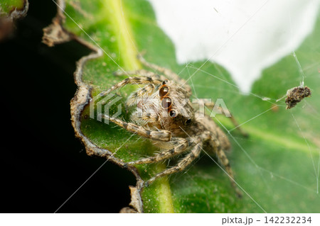 Jumping spider resting green leaf beside delicate silk threads showing detailed eyes hairy body natural arachnid behavior wildlife macro nature Jumping spider resting green leaf beside delicate silk threads showing detailed eyes hairy body natural arachnid behavior wildlife macro nature 142232234