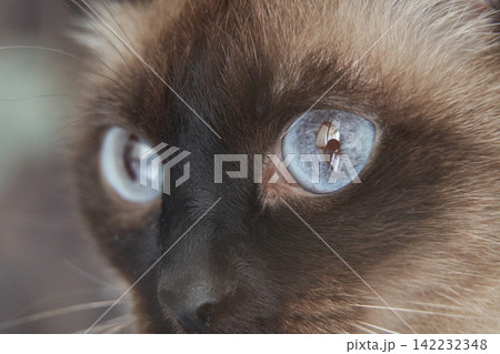 Close-up of siamese cat with striking blue eyes and detailed fur texture 142232348