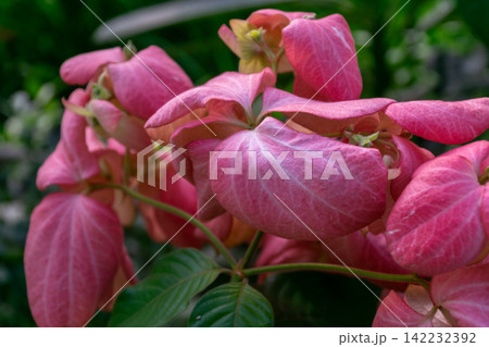 Pink Mussaenda flowers large colorful bracts blooming among lush green leaves creating vibrant tropical garden display natural botanical beauty 142232392