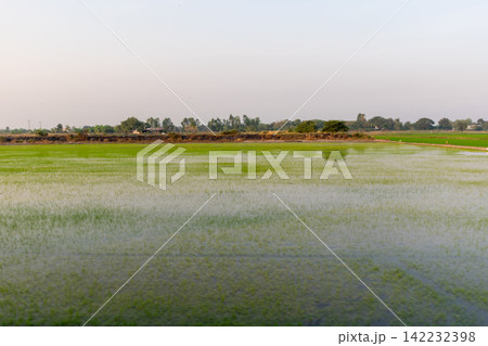 Flooded green rice paddy field young seedlings reflective water across rural farmland showing agriculture cultivation irrigation countryside peaceful natural landscape Flooded green rice paddy field young seedlings reflective water across rural farmland showing agriculture cultivation irrigation countryside peaceful natural landscape 142232398
