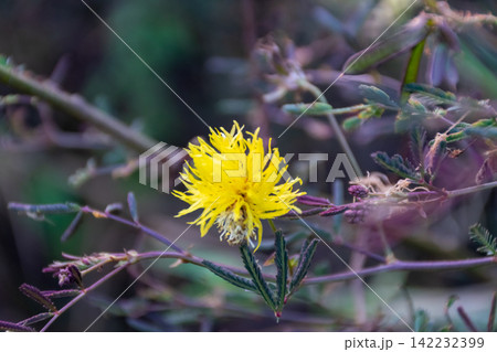 Bright yellow mimosa flower blooming leafy branch delicate petals soft natural background showing tropical flora botanical beauty wild plant growth Bright yellow mimosa flower blooming leafy branch delicate petals soft natural background showing tropical flora botanical beauty wild plant growth 142232399