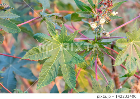 Castor bean plant large green palmate leaves red stems flowers seed pods growing outdoors showing tropical vegetation botanical detail natural plant growth Castor bean plant large green palmate leaves red stems flowers seed pods growing outdoors showing tropical vegetation botanical detail natural plant growth 142232400