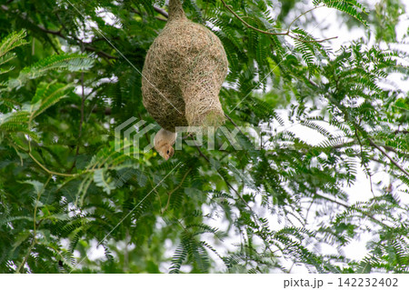 Female Asian golden weaver building hanging woven grass nest among green tree branches showing natural nesting behavior breeding wildlife skilled nest construction Female Asian golden weaver building hanging woven grass nest among green tree branches showing natural nesting behavior breeding wildlife skilled nest construction 142232402