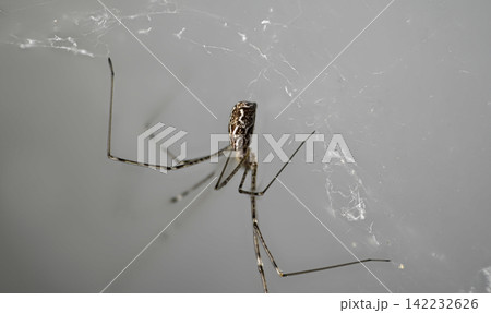 Long-legged spider on grey web background Long-legged spider on grey web background 142232626