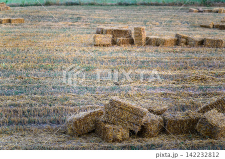 bales of hay in the field after harvest 142232812