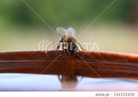 Close-up of a bee drinking water from wooden bowl, its reflection visible in the droplet. Intricate details of the bee's body are highlighted. Close-up of a bee drinking water from wooden bowl, its reflection visible in the droplet. Intricate details of the bee's body are highlighted. 142232830
