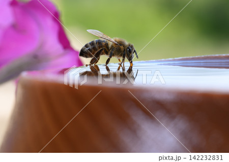Close-up of a bee drinking water from wooden bowl, its reflection visible in the droplet. Intricate details of the bee's body are highlighted. Close-up of a bee drinking water from wooden bowl, its reflection visible in the droplet. Intricate details of the bee's body are highlighted. 142232831