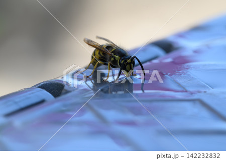 honey bee rests on a bowl with shallow water with sunlit stripes and folded wings capturing a quiet moment of hydration and survival in a harsh urban setting honey bee rests on a bowl with shallow water with sunlit stripes and folded wings capturing a quiet moment of hydration and survival in a harsh urban setting 142232832