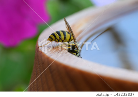 Yellow and black wasp drinks water from wooden bird bath on bright sunny summer day. Macro shot of insect with wings and antennae near water droplets in garden. Yellow and black wasp drinks water from wooden bird bath on bright sunny summer day. Macro shot of insect with wings and antennae near water droplets in garden. 142232837