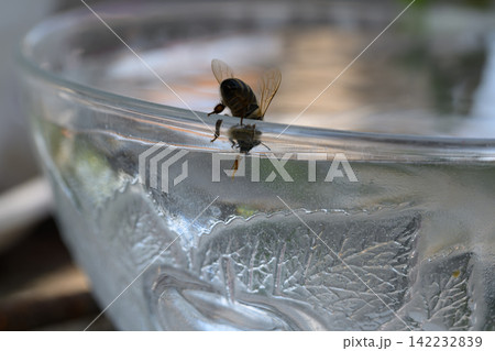 honey bee rests on a bowl with shallow water with sunlit stripes and folded wings capturing a quiet moment of hydration and survival in a harsh urban setting 142232839