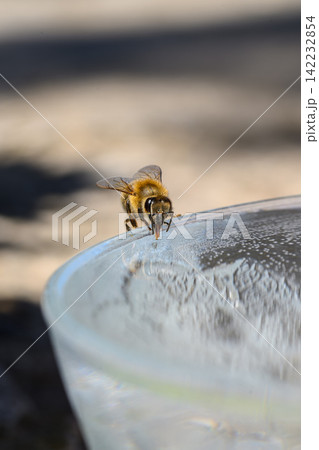 honey bee rests on a bowl with shallow water with sunlit stripes and folded wings capturing a quiet moment of hydration and survival in a harsh urban setting honey bee rests on a bowl with shallow water with sunlit stripes and folded wings capturing a quiet moment of hydration and survival in a harsh urban setting 142232854