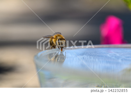 honey bee rests on a bowl with shallow water with sunlit stripes and folded wings capturing a quiet moment of hydration and survival in a harsh urban setting honey bee rests on a bowl with shallow water with sunlit stripes and folded wings capturing a quiet moment of hydration and survival in a harsh urban setting 142232855