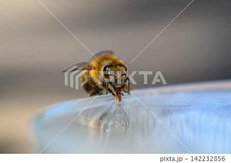honey bee rests on a bowl with shallow water with sunlit stripes and folded wings capturing a quiet moment of hydration and survival in a harsh urban setting honey bee rests on a bowl with shallow water with sunlit stripes and folded wings capturing a quiet moment of hydration and survival in a harsh urban setting 142232856