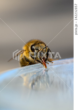 honey bee rests on a bowl with shallow water with sunlit stripes and folded wings capturing a quiet moment of hydration and survival in a harsh urban setting honey bee rests on a bowl with shallow water with sunlit stripes and folded wings capturing a quiet moment of hydration and survival in a harsh urban setting 142232857