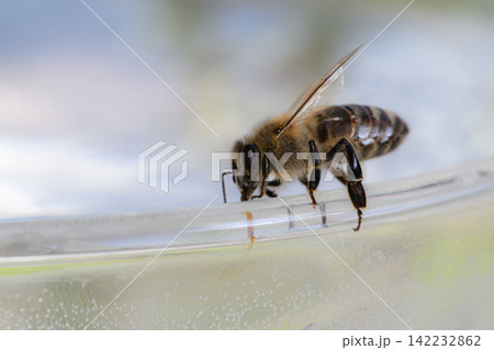 honey bee rests on a bowl with shallow water with sunlit stripes and folded wings capturing a quiet moment of hydration and survival in a harsh urban setting honey bee rests on a bowl with shallow water with sunlit stripes and folded wings capturing a quiet moment of hydration and survival in a harsh urban setting 142232862