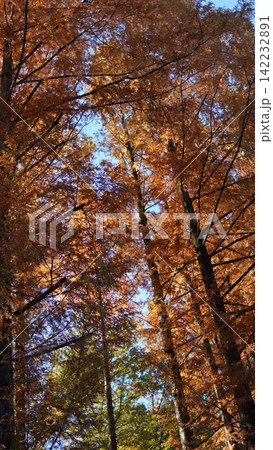 生田緑地の紅葉 生田緑地の紅葉 142232891