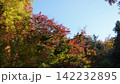 生田緑地の紅葉 142232895