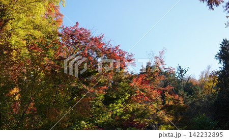 生田緑地の紅葉 生田緑地の紅葉 142232895