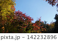 生田緑地の紅葉 142232896