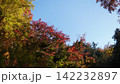生田緑地の紅葉 142232897