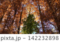 生田緑地の紅葉 142232898