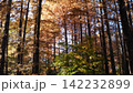 生田緑地の紅葉 142232899