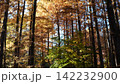 生田緑地の紅葉 142232900