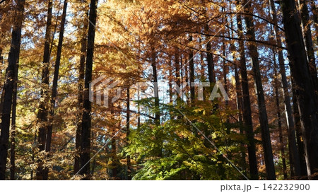 生田緑地の紅葉 142232900