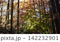 生田緑地の紅葉 142232901